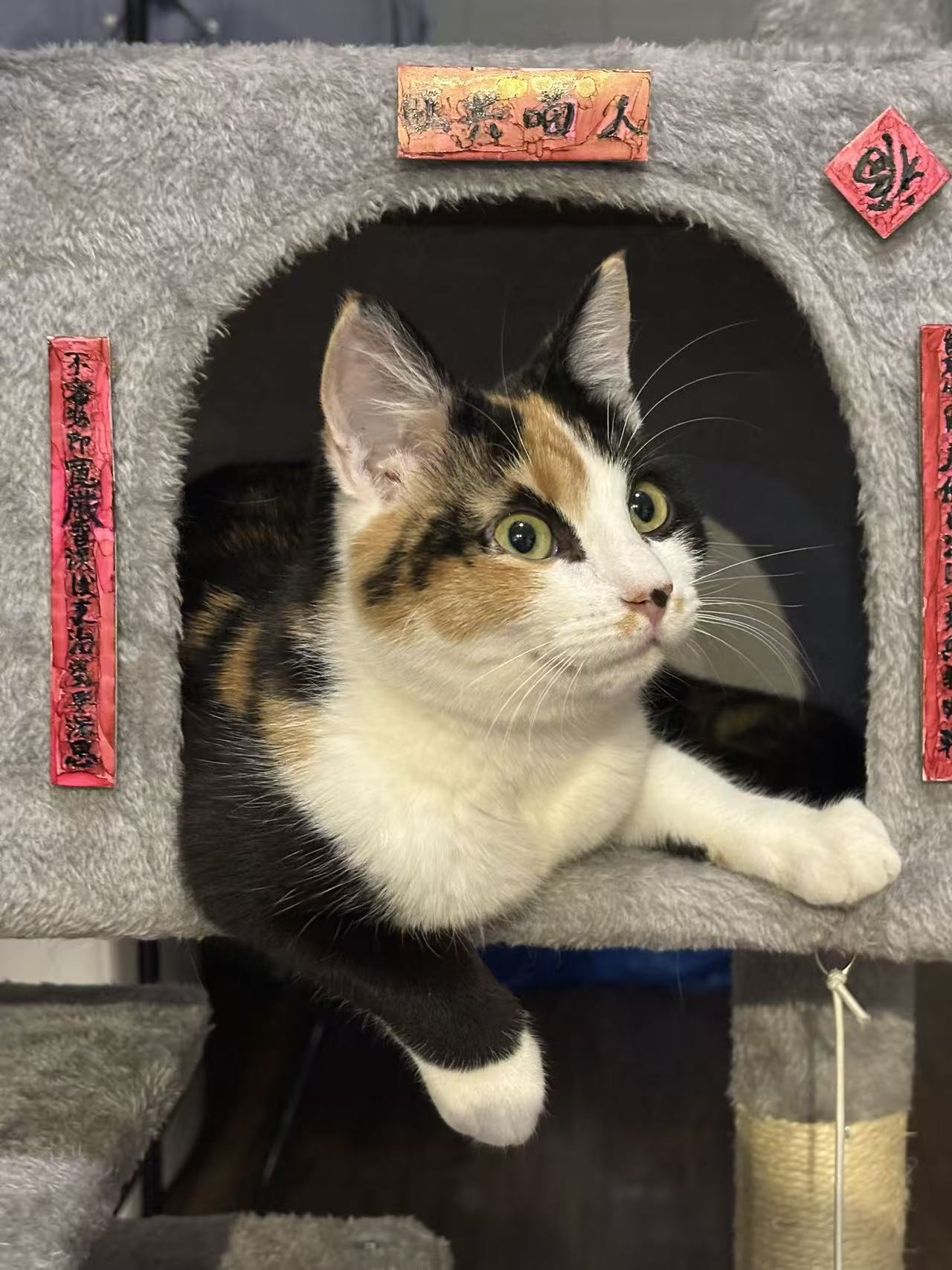 A calico cat looking out from a cat house