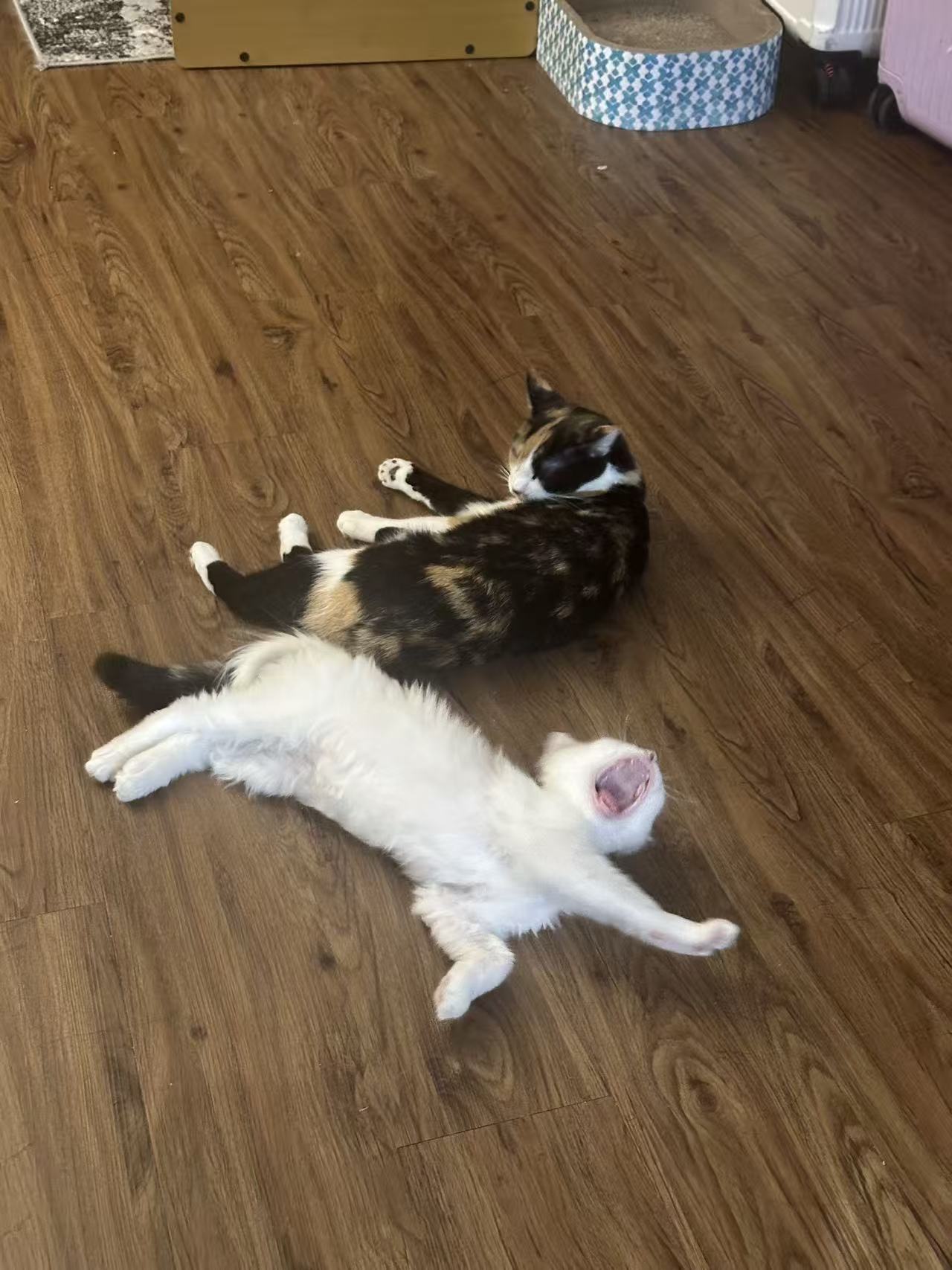 Two cats playing on a wooden floor