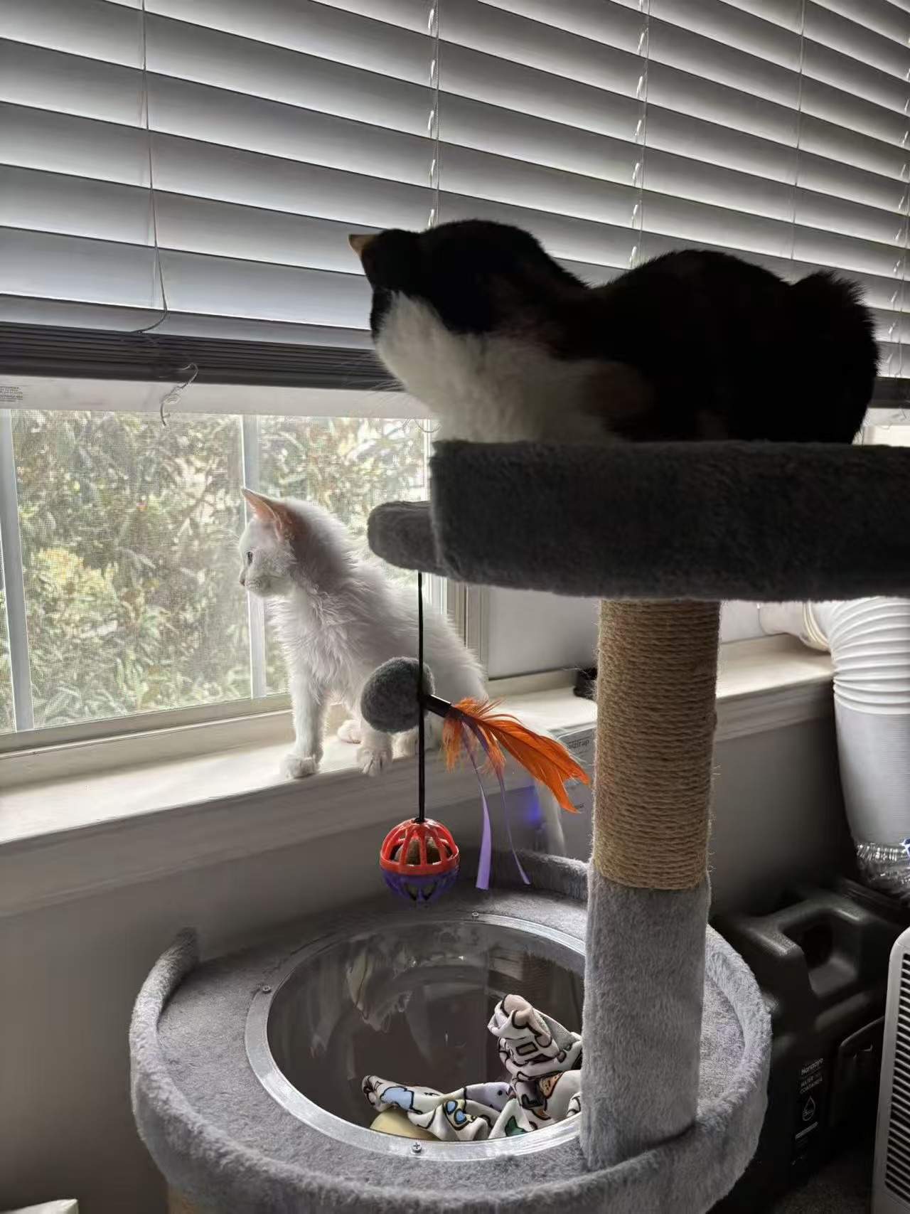 Two cats watching the light by a window